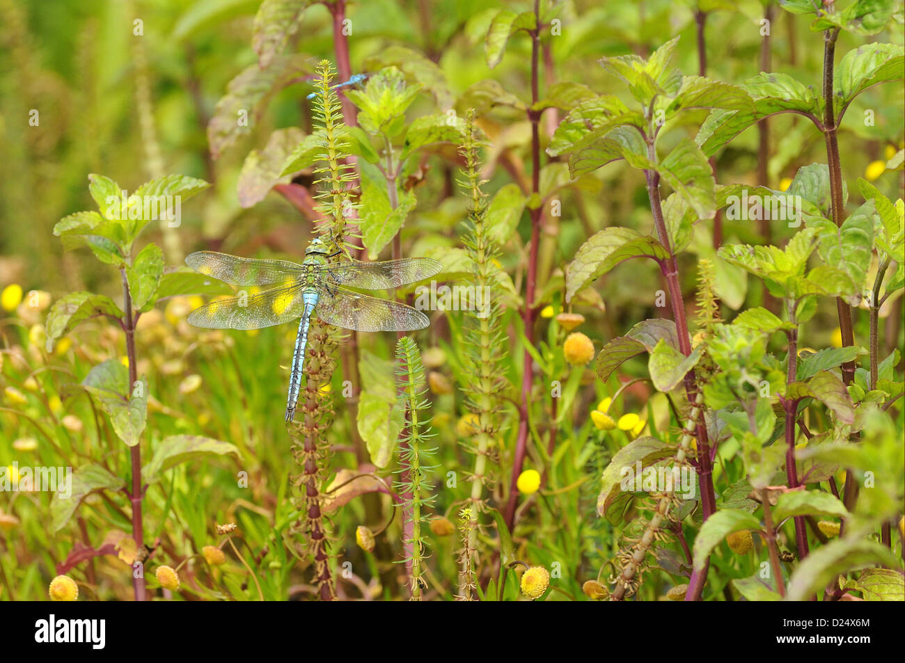 Libellule Anax imperator (Empereur) mâle adulte, reposant sur des Marestail (Hippuris vulgaris), Oxfordshire, Angleterre, juin Banque D'Images