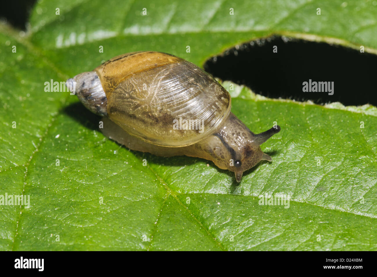 Succinea putris commun Escargot orange des profils de ramper sur des feuilles partiellement mangés Prieuré Eau Nature Réserver Leicestershire Angleterre peuvent Banque D'Images