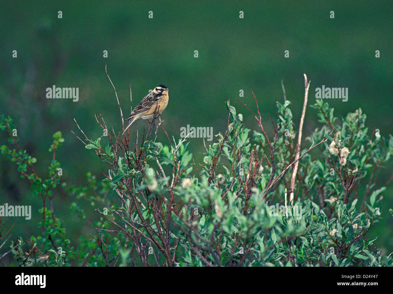 Bruant de Smith Calcarius pictus denali highway à Savage river, Alaska, united states juin calcariidae mâles adultes anciennement emberizidae Banque D'Images