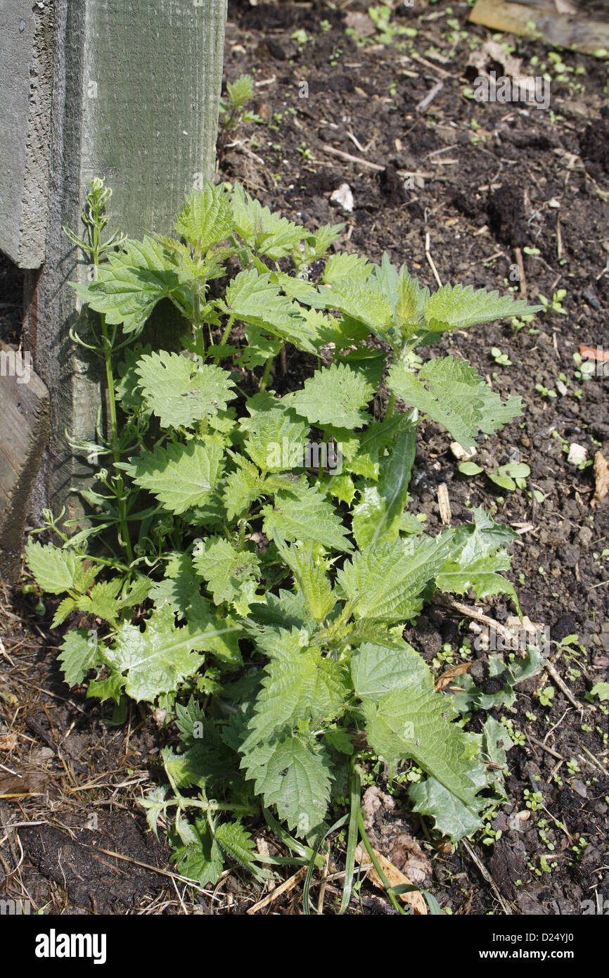 L'ortie (Urtica dioica) touffe poussant sur des sols enrichis perturbés à côté de tas de compost de jardin juillet Angleterre Suffolk Bacton Banque D'Images