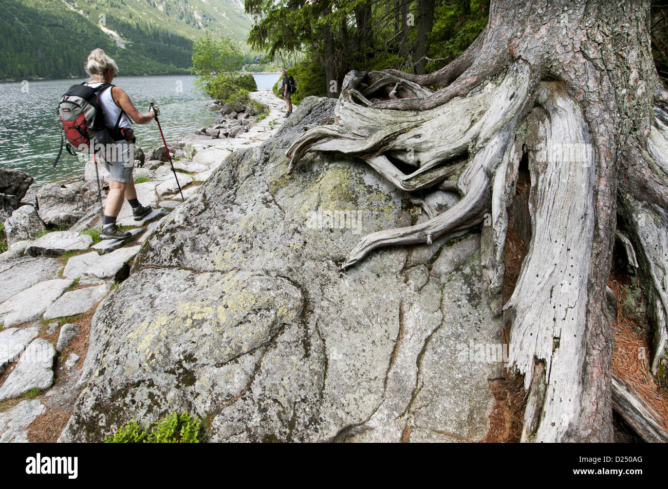 Arolla pine Pinus cembra racines sur roche avec les promeneurs passant sur le bord du chemin du lac de montagne Lac Morskie Oko N.P Tatra Tatra Banque D'Images