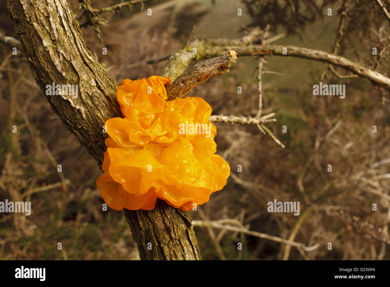 Cerveau jaune champignon (Tremella mesenterica) organe de fructification, poussant sur l'ajonc (Ulex sp.), Powys, Pays de Galles, décembre Banque D'Images
