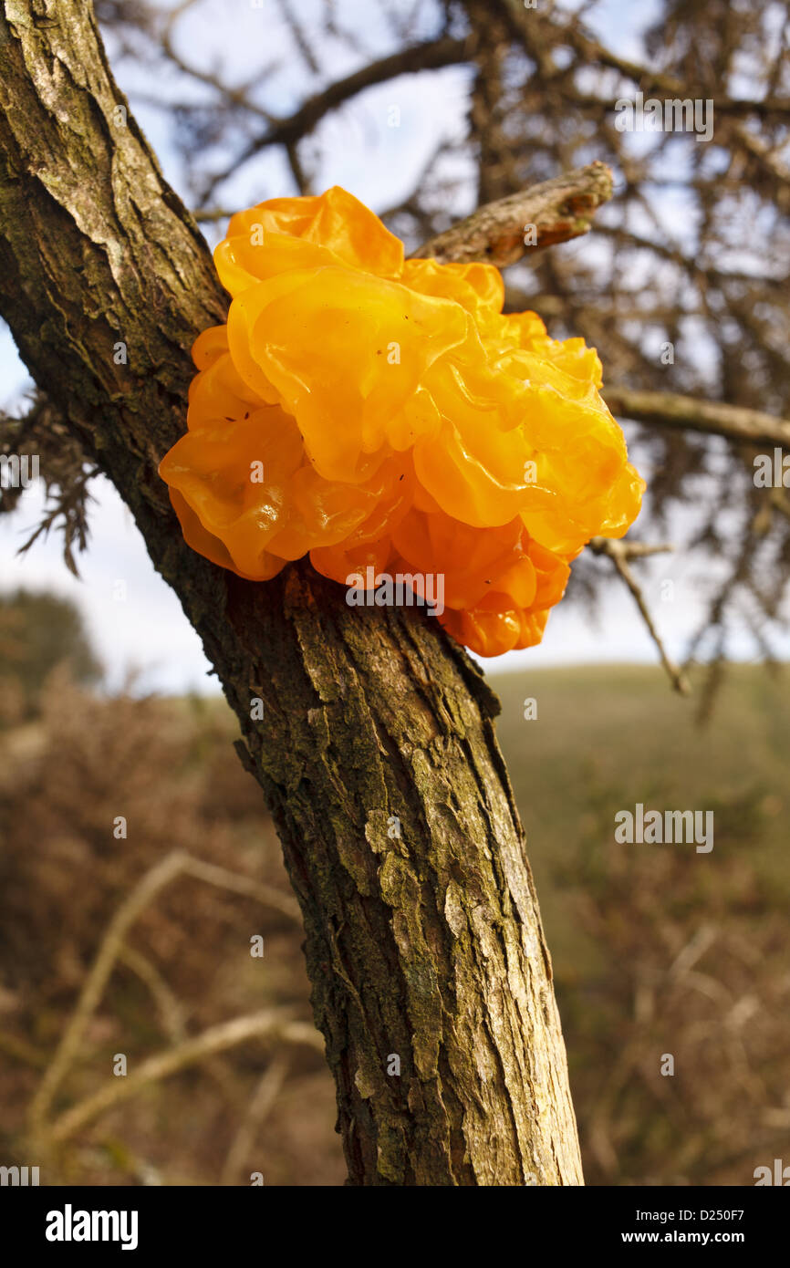 Cerveau jaune champignon (Tremella mesenterica) organe de fructification, poussant sur l'ajonc (Ulex sp.), Powys, Pays de Galles, décembre Banque D'Images