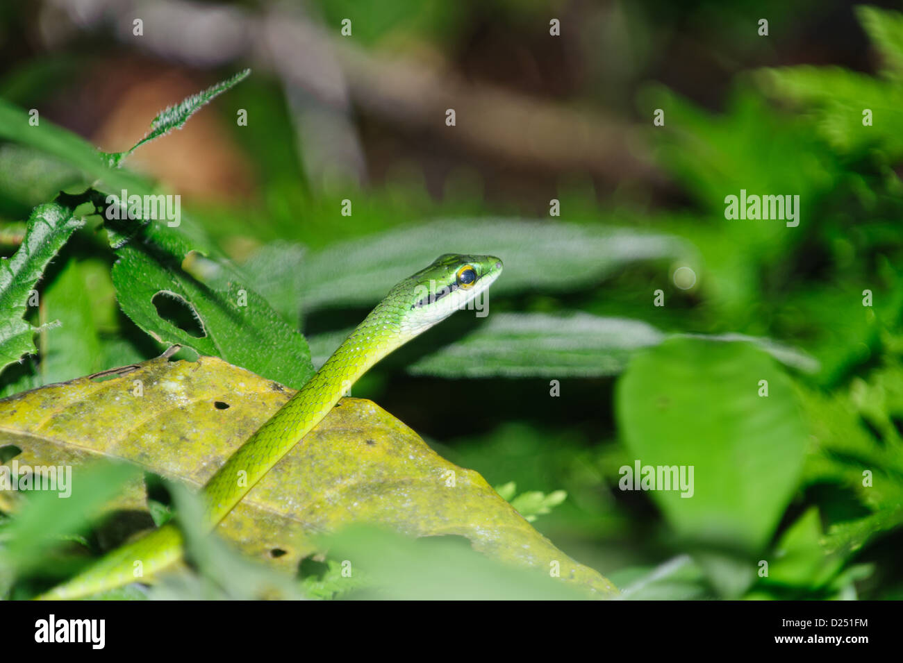 Perroquet vert serpent, ( Leptophis ahaetulla), Costa Rica Banque D'Images