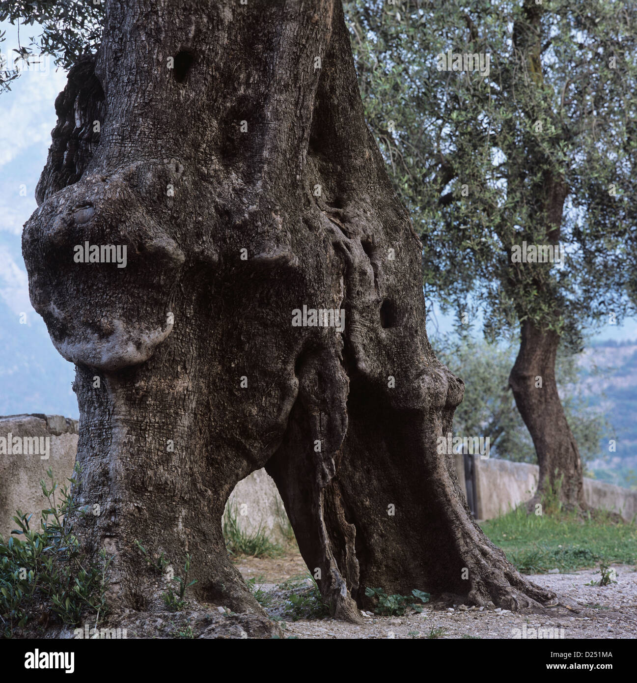 Arco, Italie, le tronc d'un vieil olivier Banque D'Images