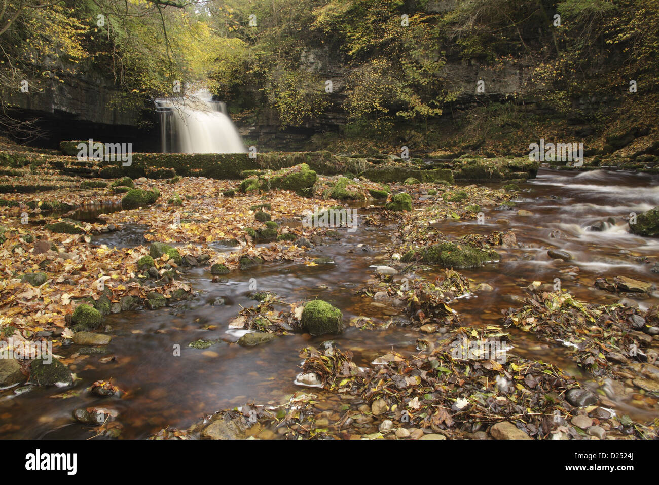 Voir les feuilles d'automne cascade Chaudron Falls Walden Beck Rivière Ure West Burton Wensleydale Yorkshire Dales N.P North Yorkshire Banque D'Images