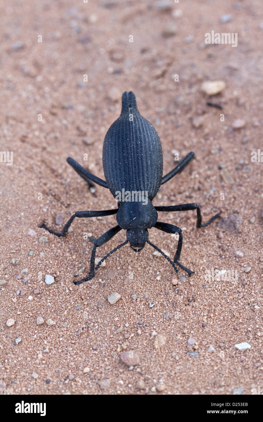 Darkling beetle de Utah USA Banque D'Images