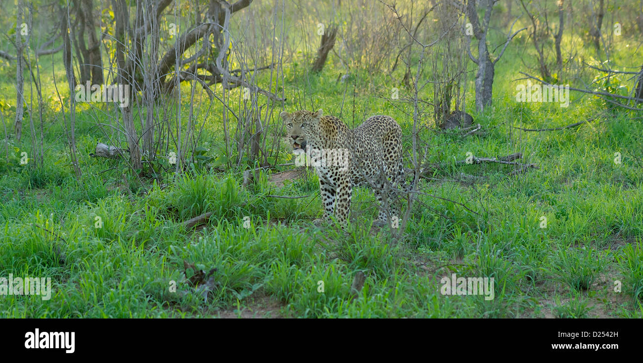 Léopards de la parc Kruger, Afrique du Sud Banque D'Images