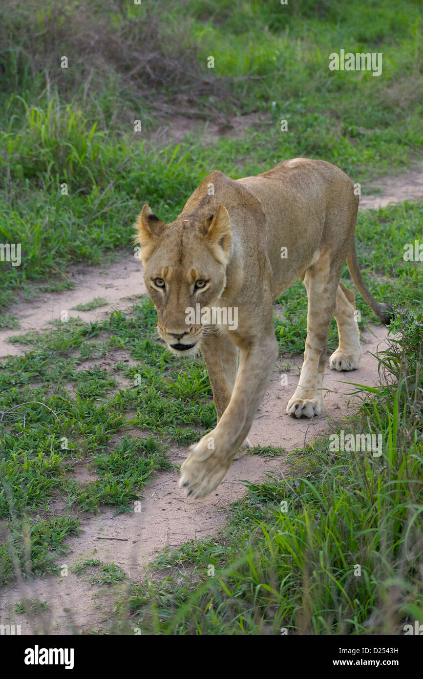 Lionne africaine marche à travers le Parc National Kruger Banque D'Images