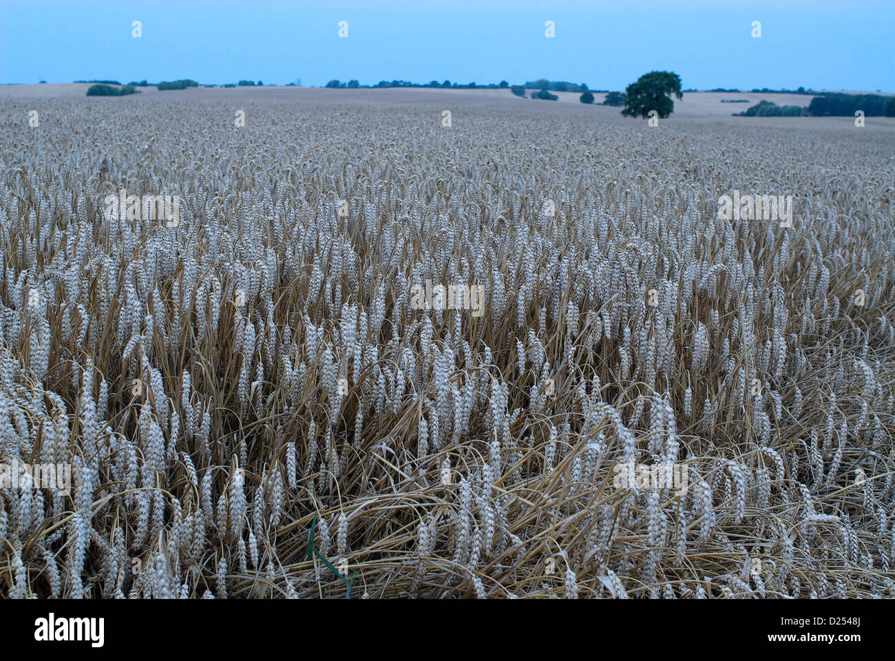 Manderow, Allemagne, un champ de maïs le matin Banque D'Images