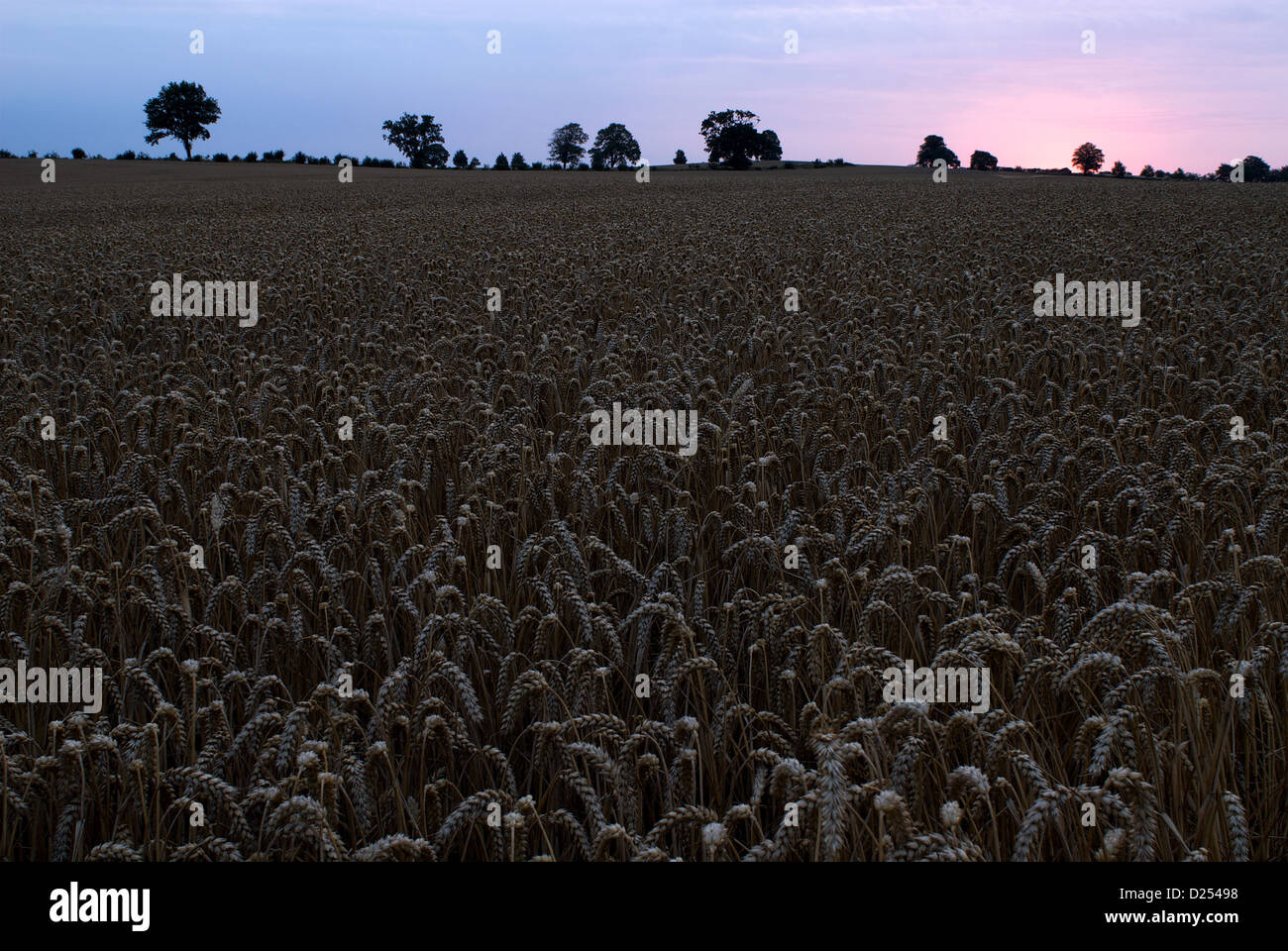 Manderow, Allemagne, champ de maïs mûr le matin Banque D'Images