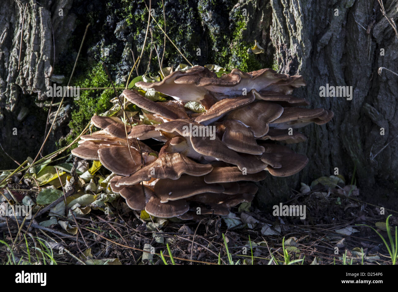 Grifola frondosa polypore champignon qui pousse dans les arbres de la base de grappes tels un faux acacia appelée communément champignons Banque D'Images