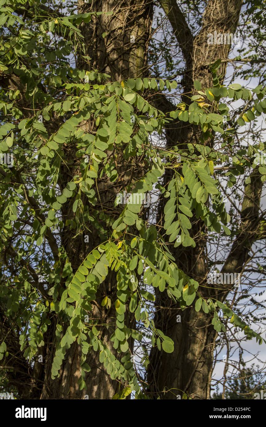 Robinia pseudoacacia, communément appelé le robinier ou faux acacia, est un arbre dans la sous-famille des Faboideae Banque D'Images