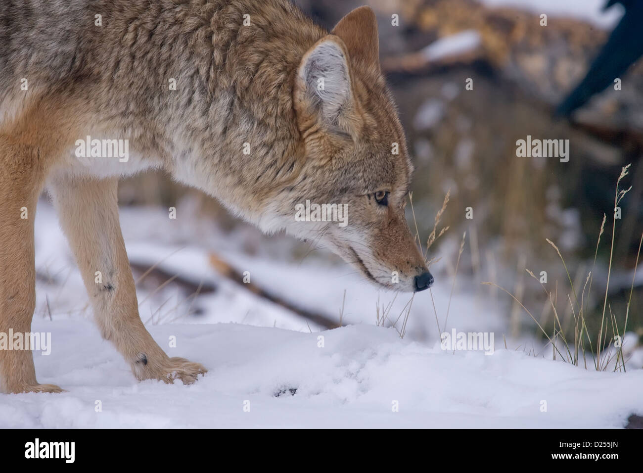 La chasse au coyote pour une souris dans le Parc National de Yellowstone Banque D'Images