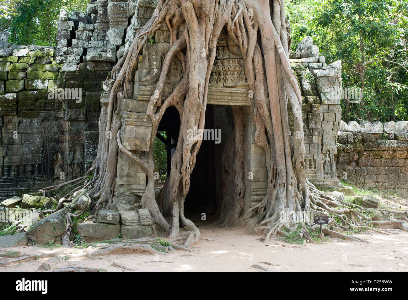 Porte en ruine sous l'emprise d'un figuier, étrangler Ta Som, temple au Cambodge. Banque D'Images