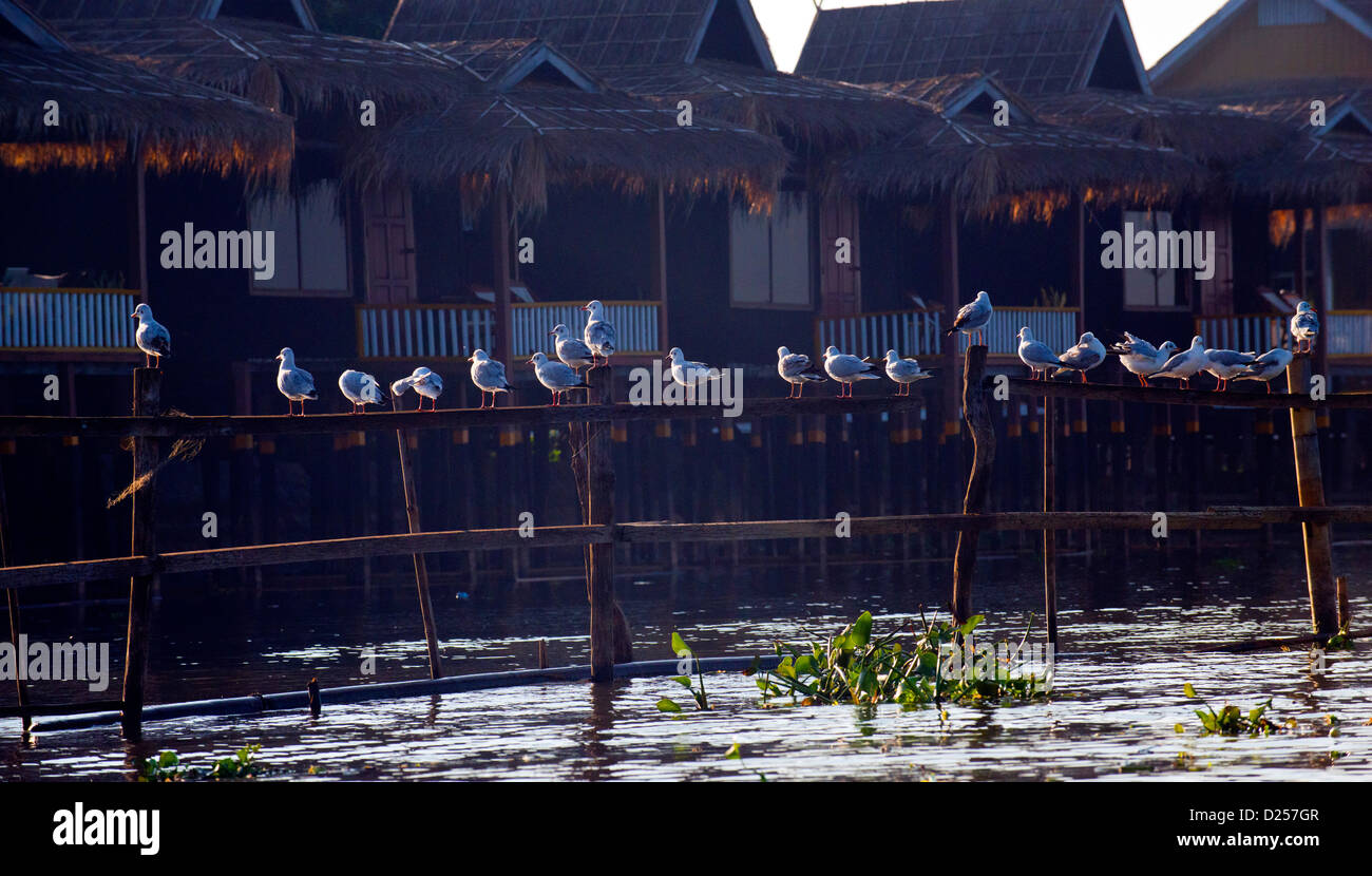 Sur les oiseaux contre la clôture des maisons sur pilotis, Inle, Myanmar, Birmanie Banque D'Images