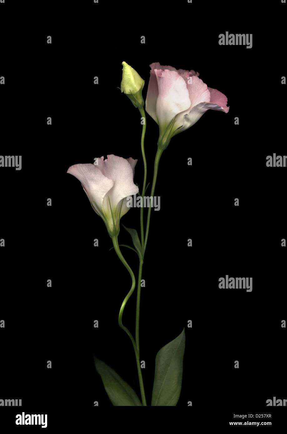 Texas Bluebell fleurs sur fond noir Banque D'Images