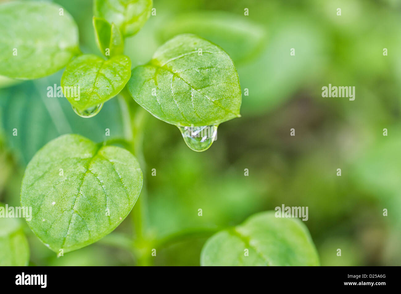 Avec des feuilles pour la goutte d'eau aux couleurs éclatantes Banque D'Images