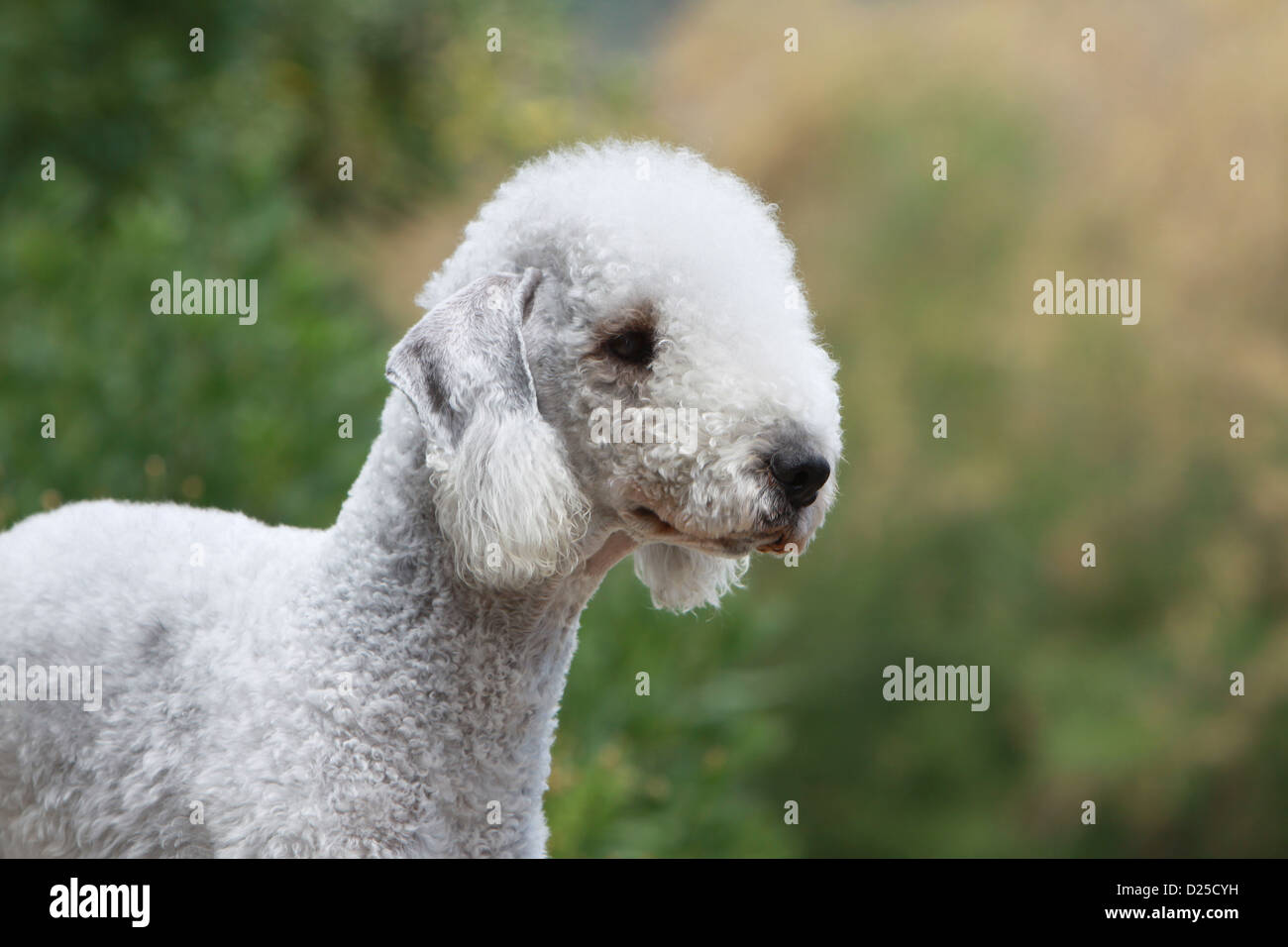 Chien Bedlington Terrier profil portrait adultes Banque D'Images