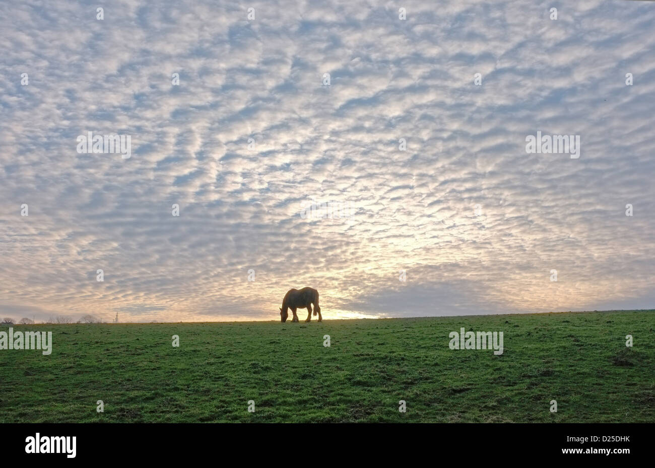 L'alimentation d'un cheval dans un champ à Cornwall Banque D'Images