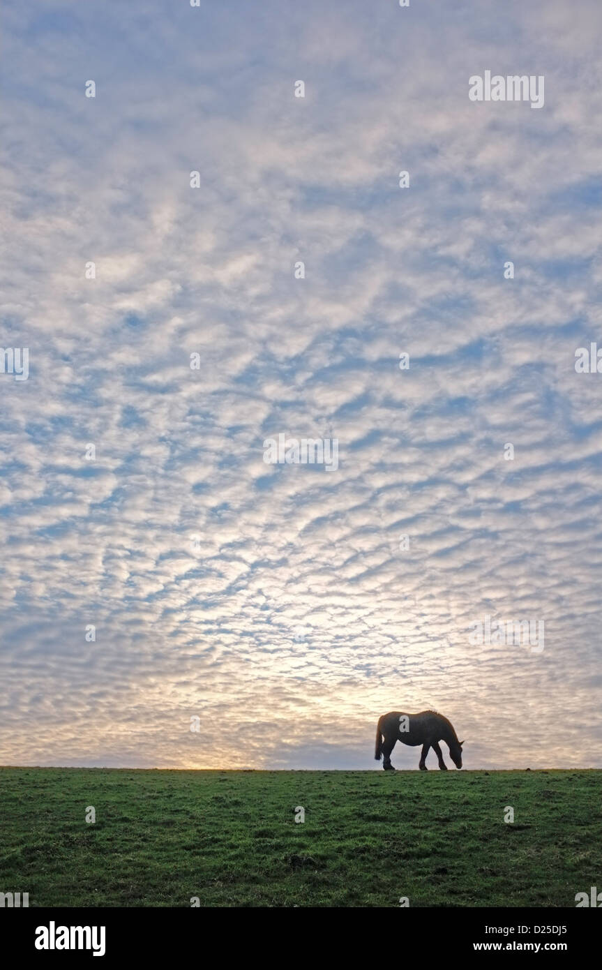L'alimentation d'un cheval dans un champ à Cornwall Banque D'Images