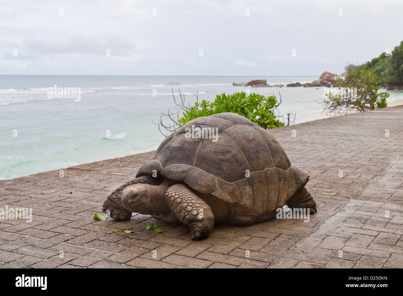 La Digue Praslin Seychelles tortues Tortue tortue géante Banque D'Images