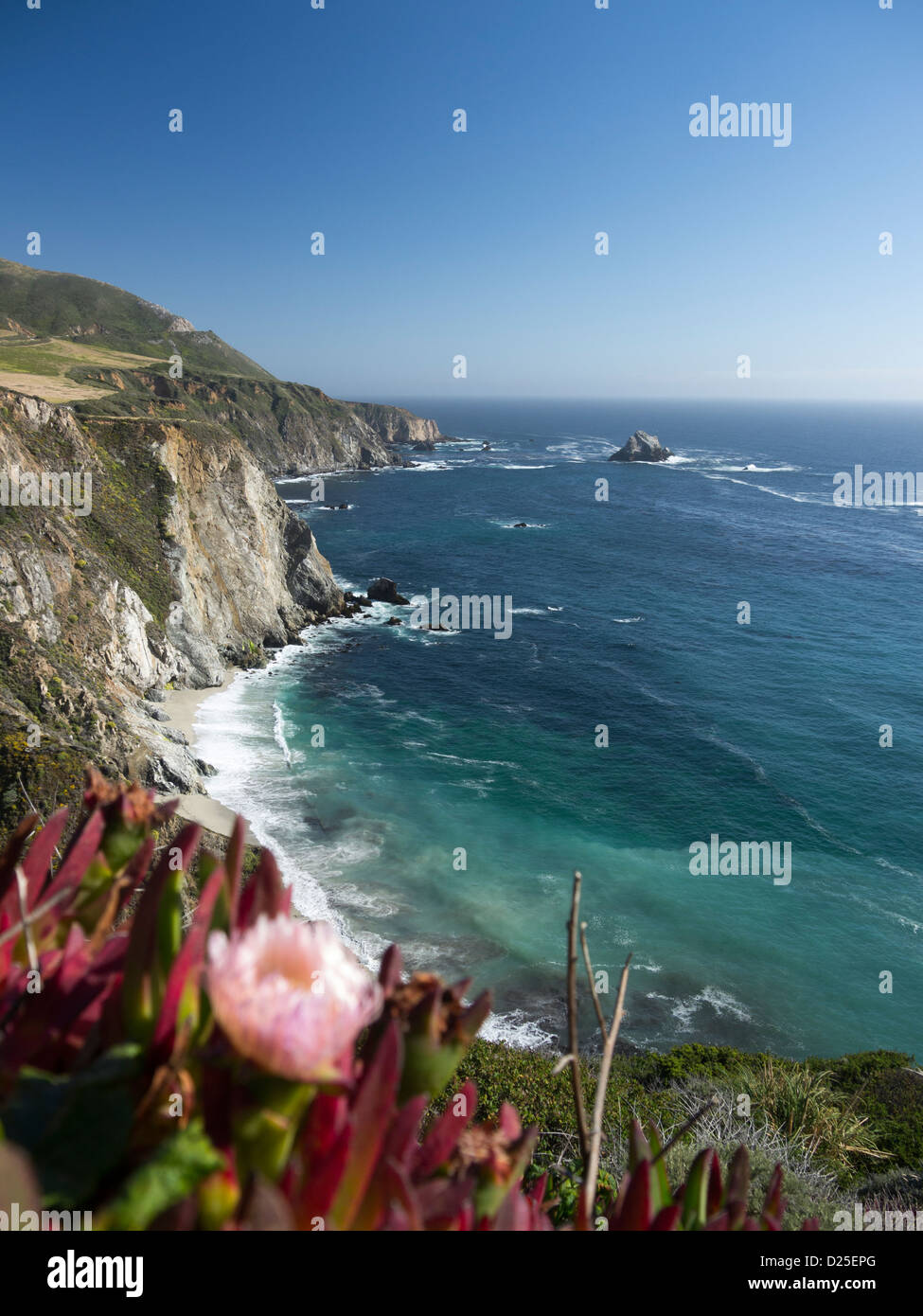 Fleurs sauvages sur le bord de la falaise l'autoroute 1 Big Sur la route côtière Banque D'Images