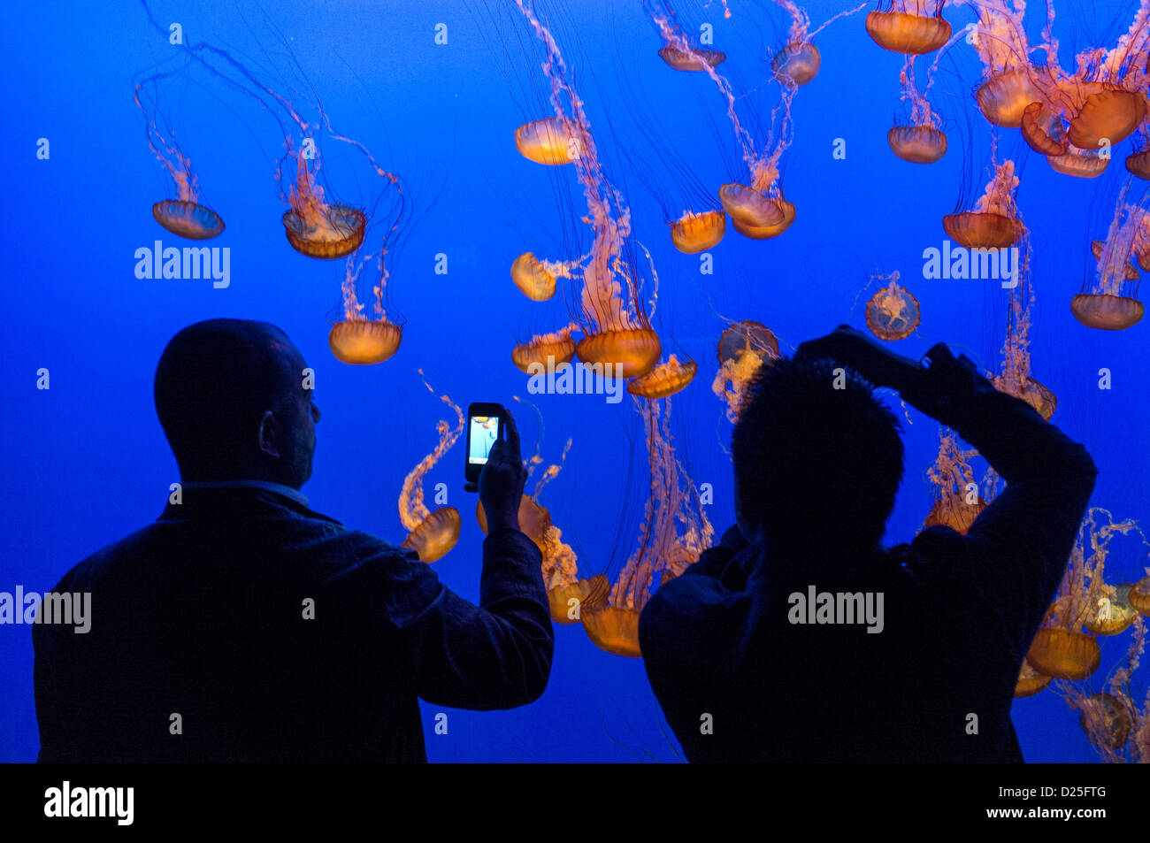 Les méduses à l'Aquarium de Monterey Bay California USA photographié par 2 personnes Banque D'Images