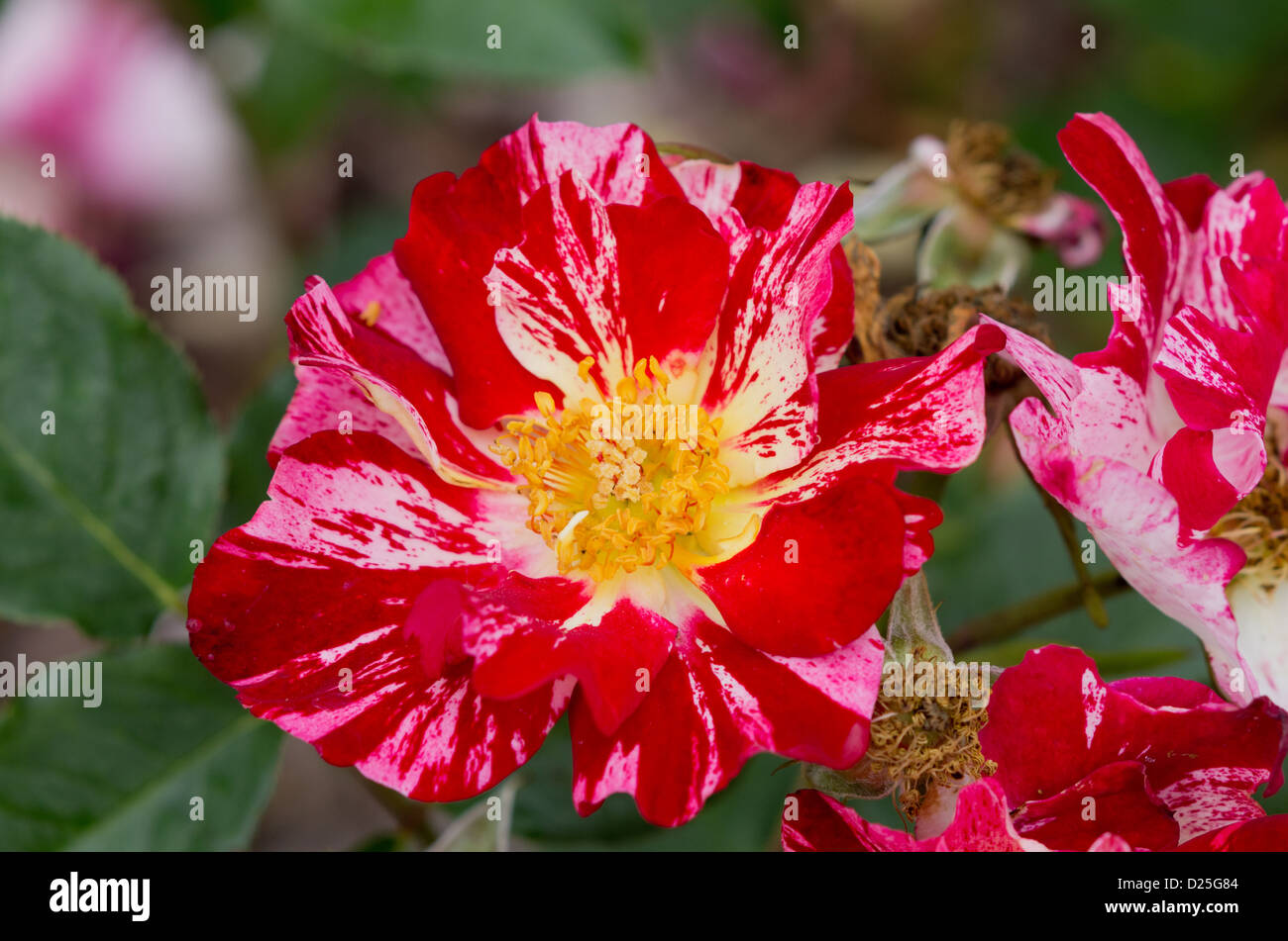 Rose Crazy For You Photo Stock Alamy Rose Crazy For You Photo Stock Alamy