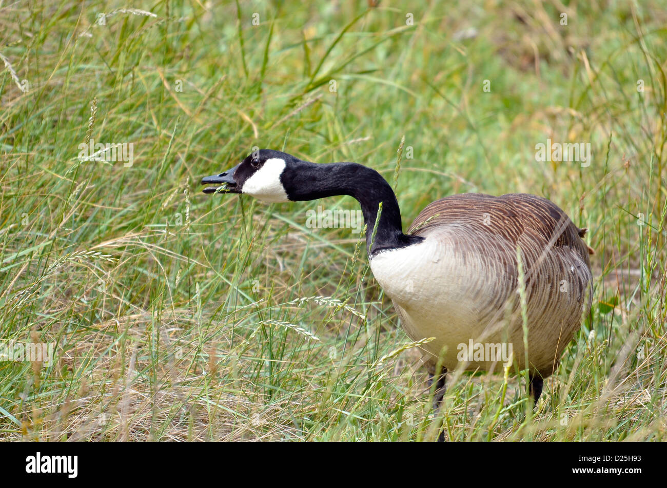 Bernache du Canada (Branta canadensis) mange de l'herbe Banque D'Images