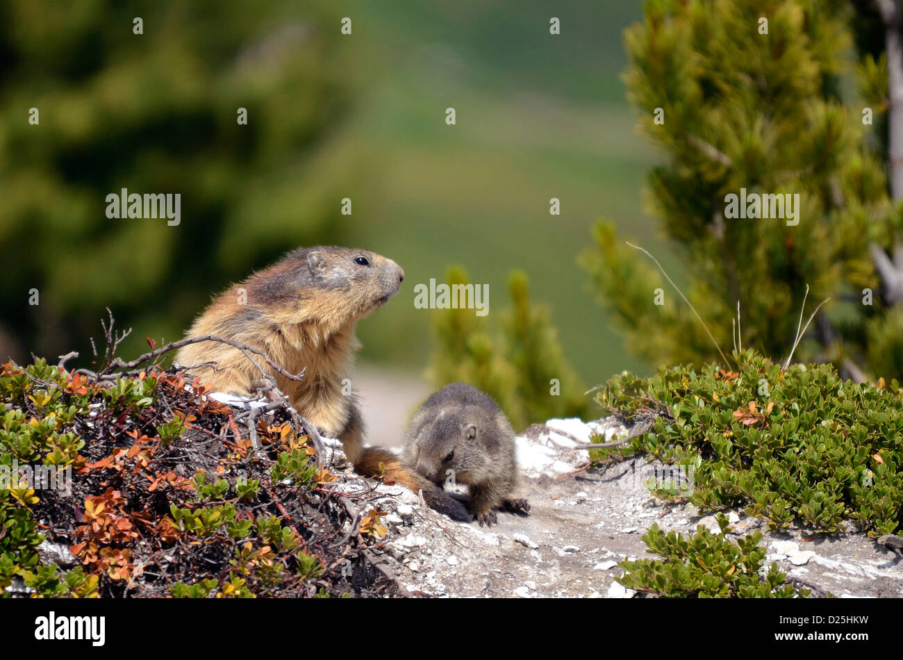 Marmotte alpine et ses jeunes (Marmota marmota) dans les usines, dans les Alpes françaises, Savoie à La Plagne Banque D'Images