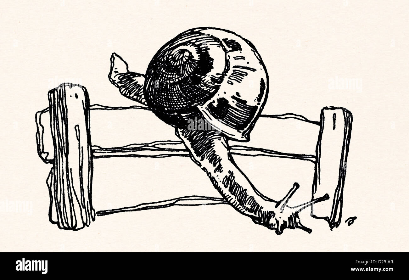 Escalade une clôture d'escargots Banque D'Images