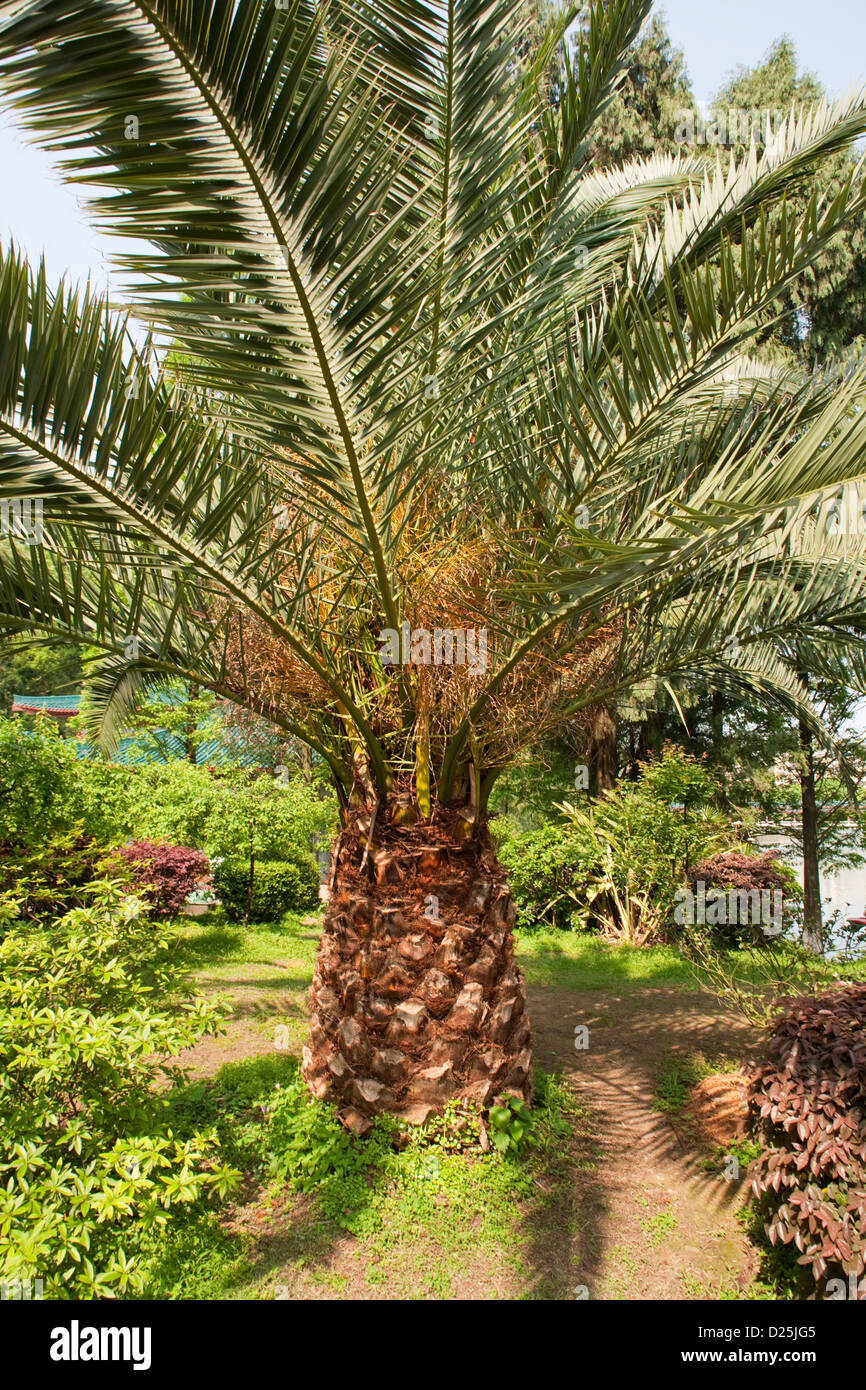 Un palmier dans Parc Xishan à Guilin dans le sud de la Chine. Banque D'Images