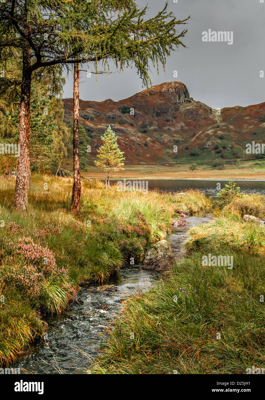 Langdale Pikes à travers Blea Tarn, Cumbria, South Lakeland, Royaume-Uni Banque D'Images