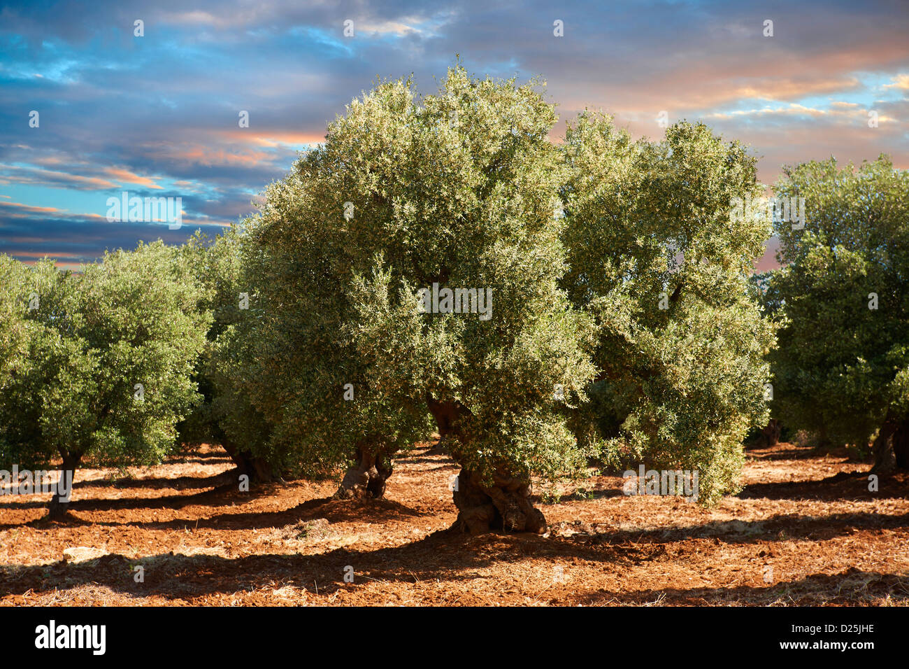 Cerignola anciens oliviers d'Ostuni, Pouilles, Italie du Sud. Banque D'Images