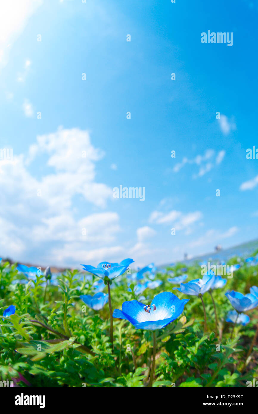 Baby blue-eyes fleurs Banque D'Images