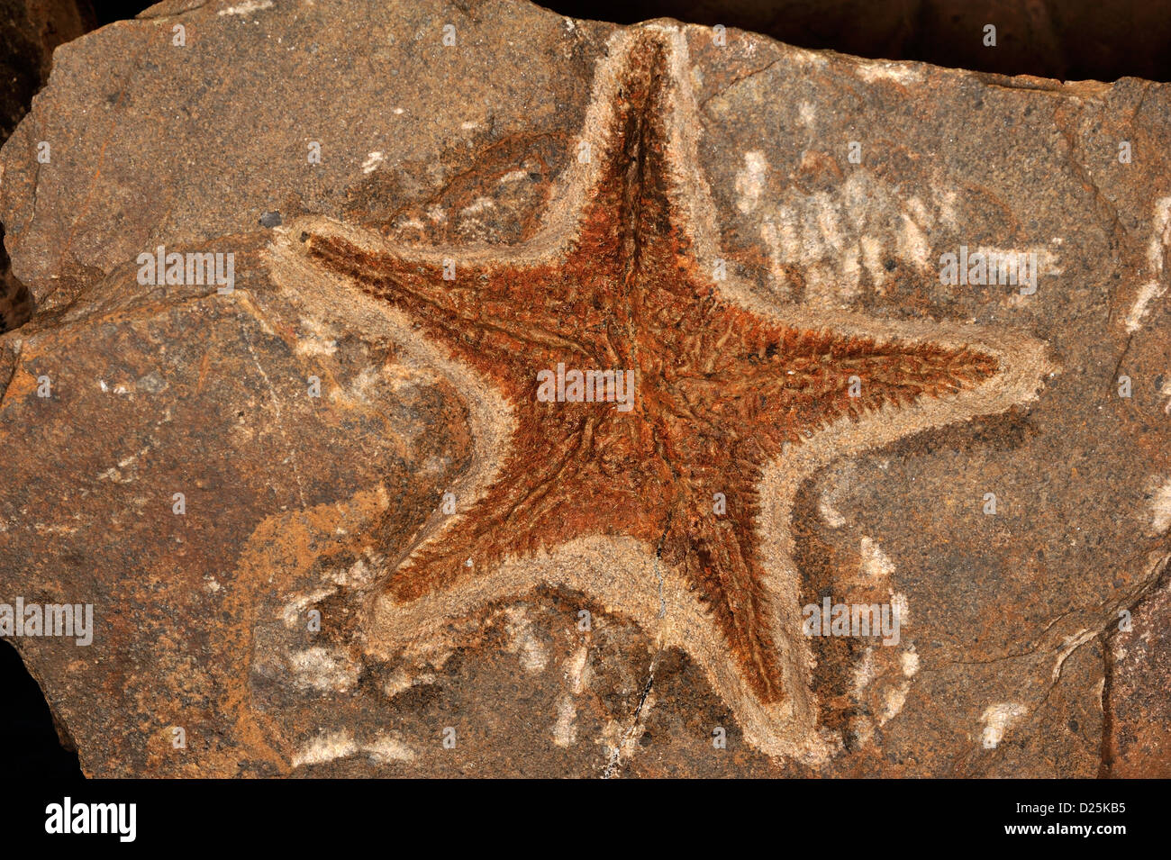 Australastersp étoile de fossiles du Silurien, de l'Australie. Banque D'Images