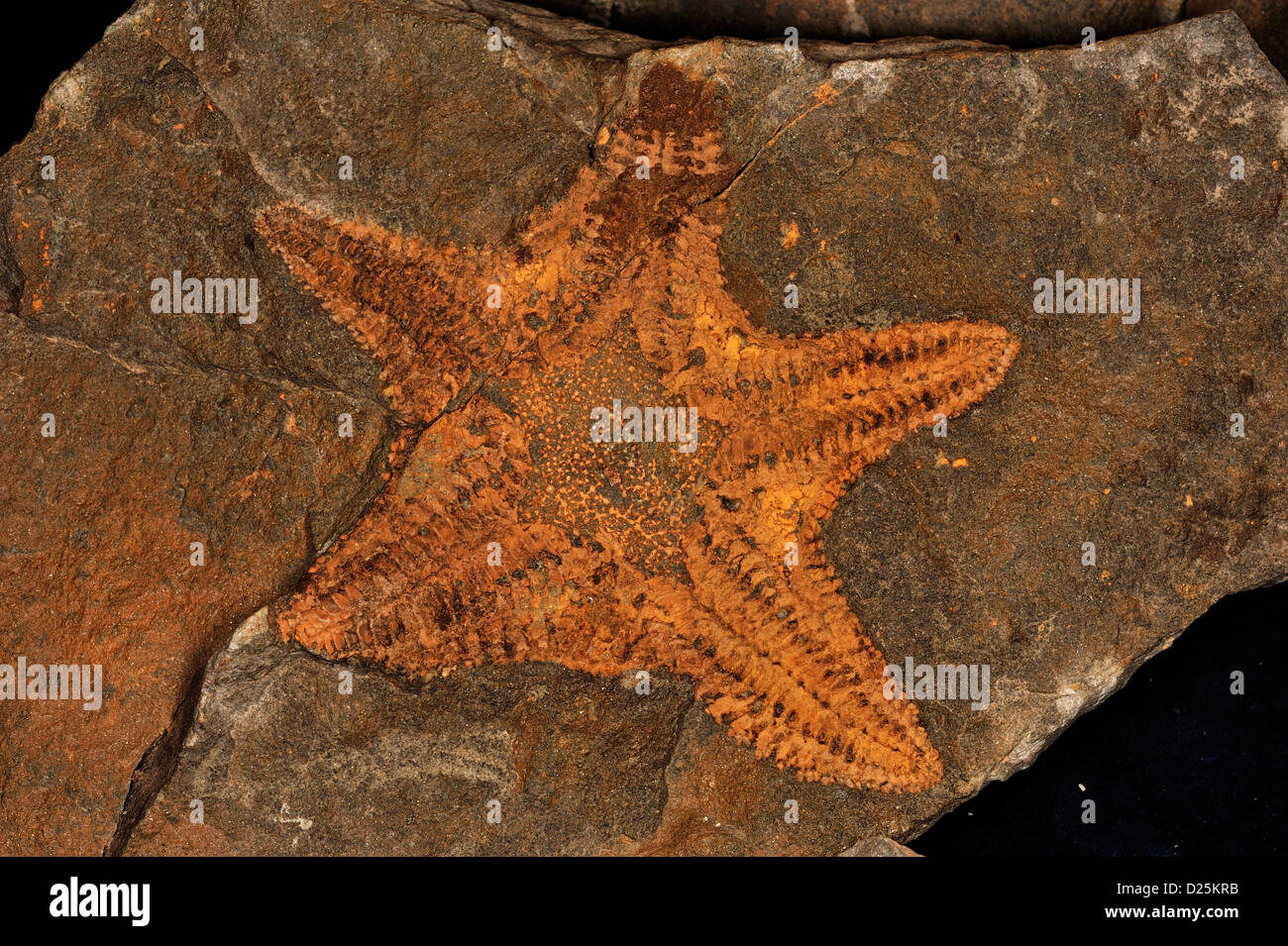 Étoile de fossiles, Pustulosida Australaster Asteroidea ; ; giganteus, Silurien supérieur, moyen, du Ludlovien Humevale, Formation Clonbina Banque D'Images