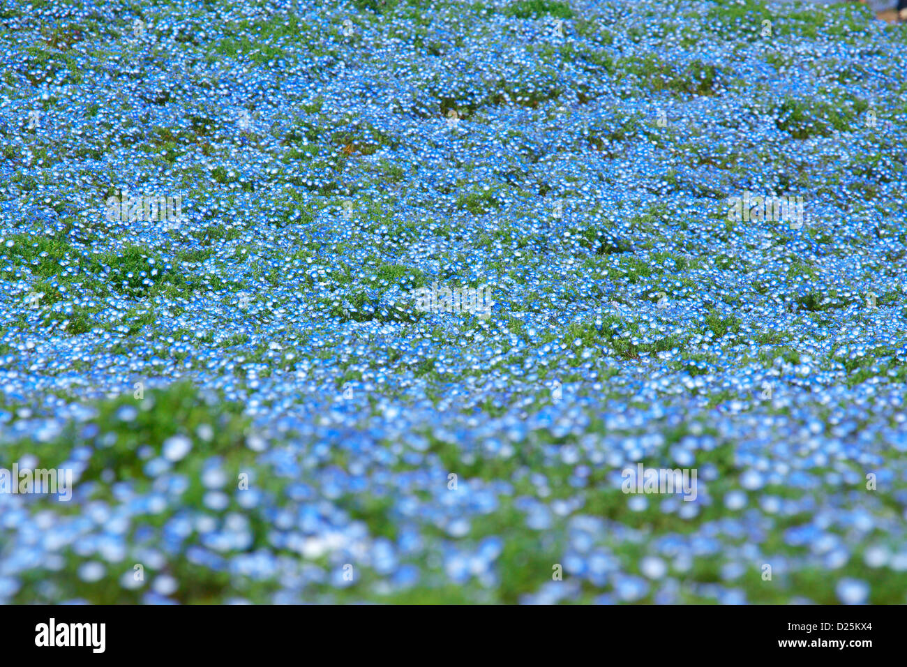 Baby blue-eyes fleurs, Ibaraki Banque D'Images