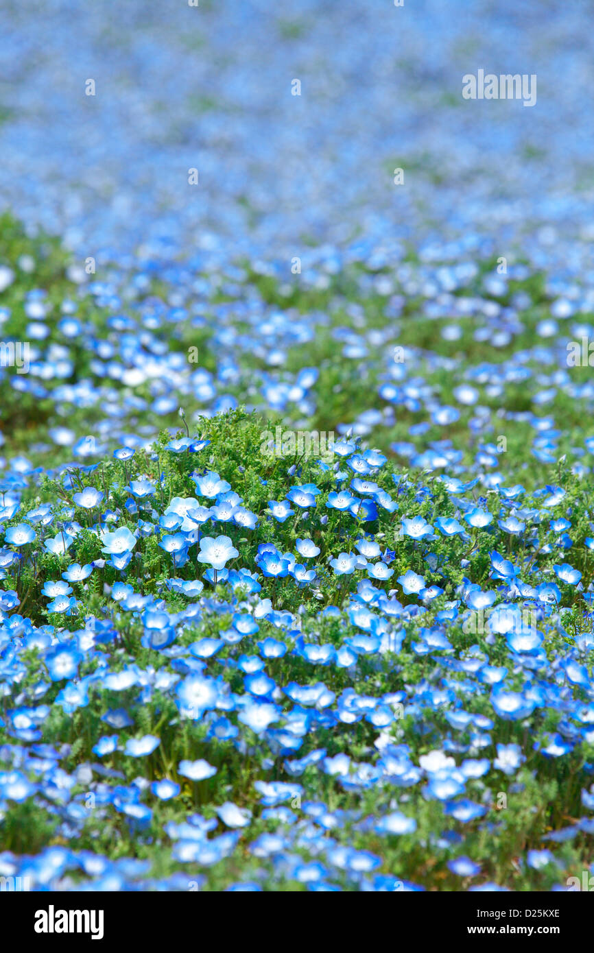 Baby blue-eyes fleurs, Ibaraki Banque D'Images