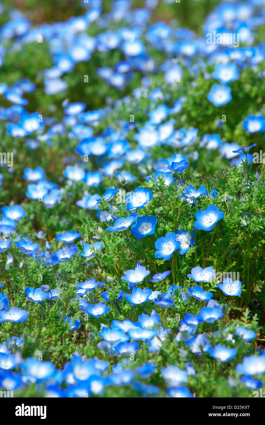 Baby blue-eyes fleurs, Ibaraki Banque D'Images