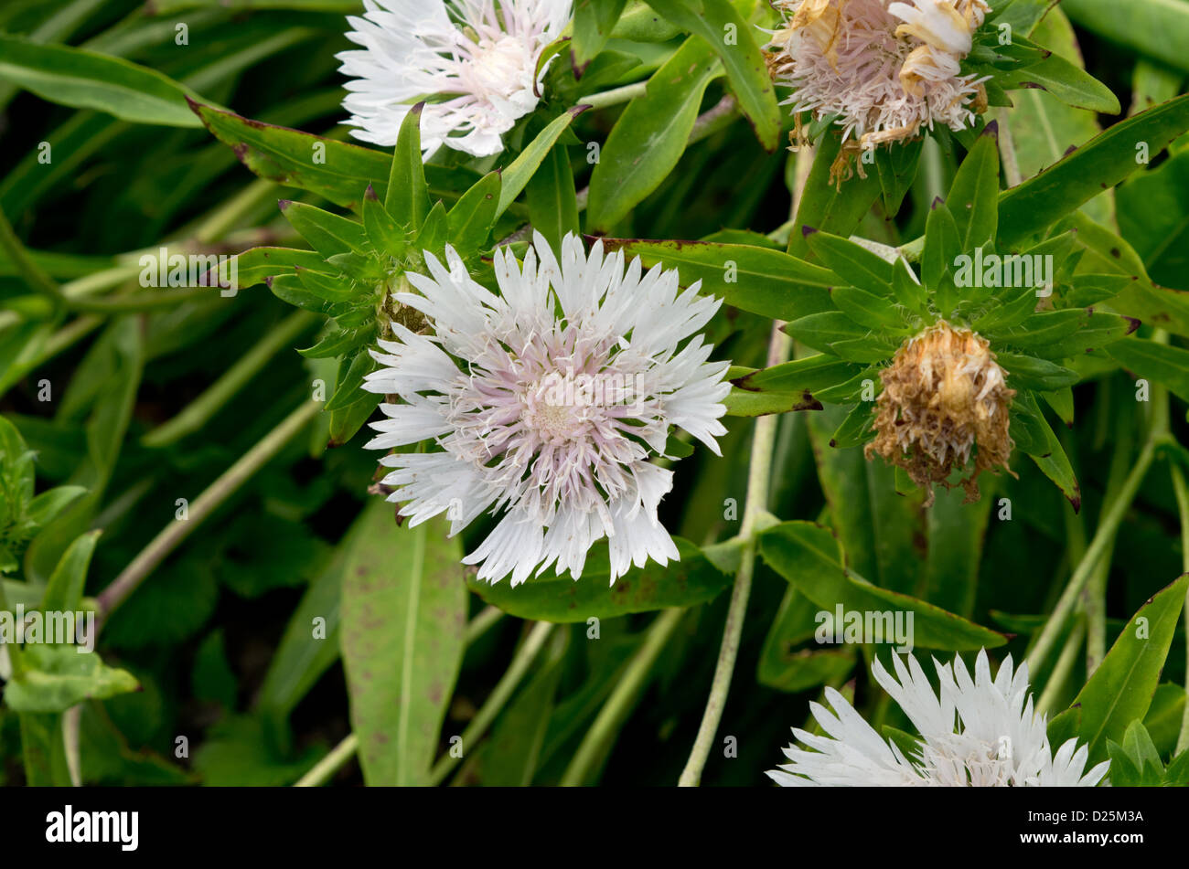 Stokesia laevis 'Pêche Melba'' vivace herbacée Stokes aster Banque D'Images