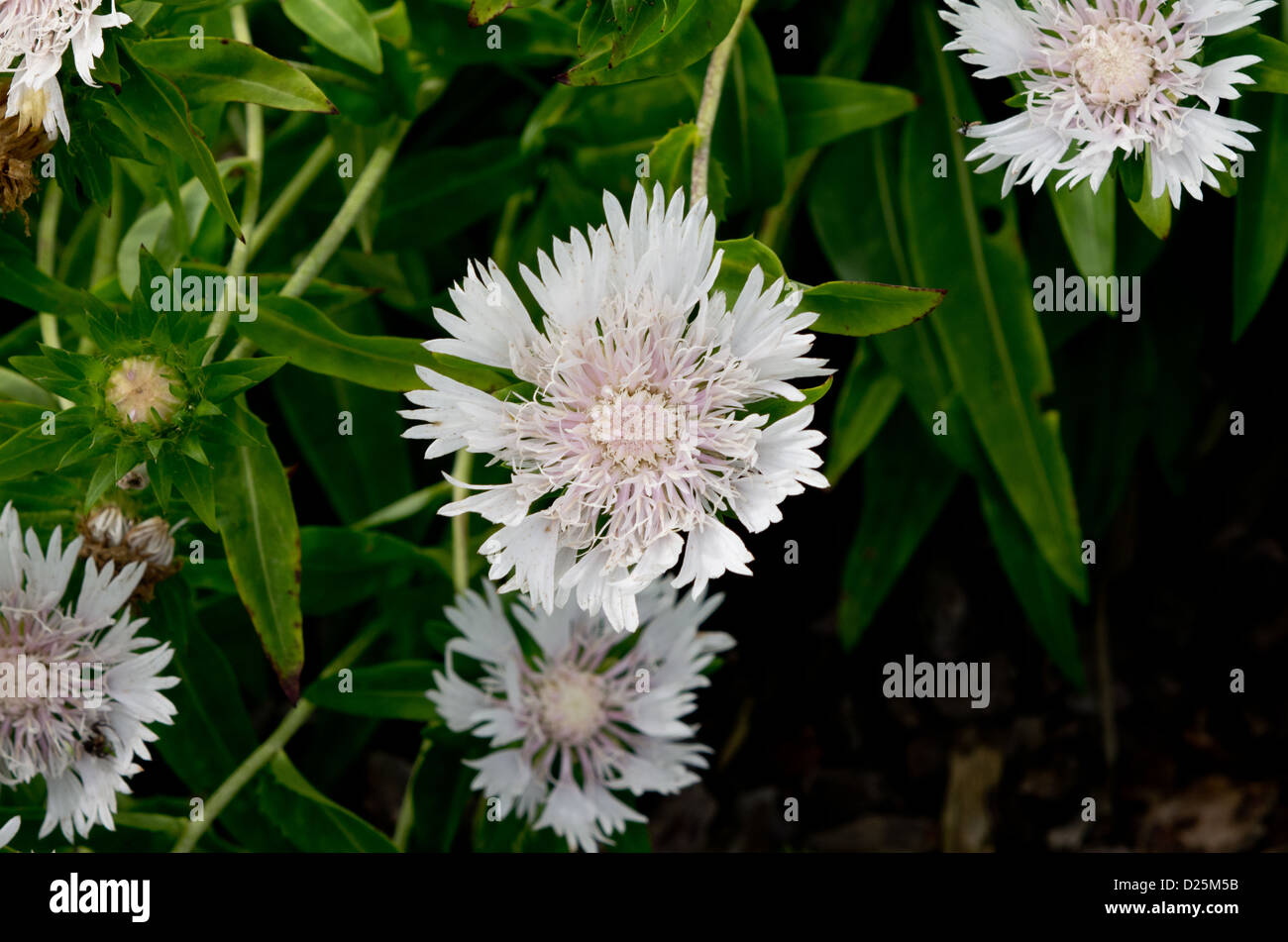 Stokesia laevis 'Pêche Melba'' vivace herbacée Stokes aster Banque D'Images