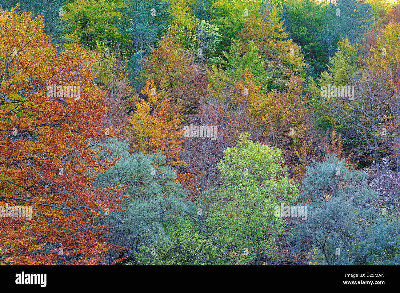 Bois de montagne Camosciara, Pescasseroli, Parc National des Abruzzes, Italie Banque D'Images