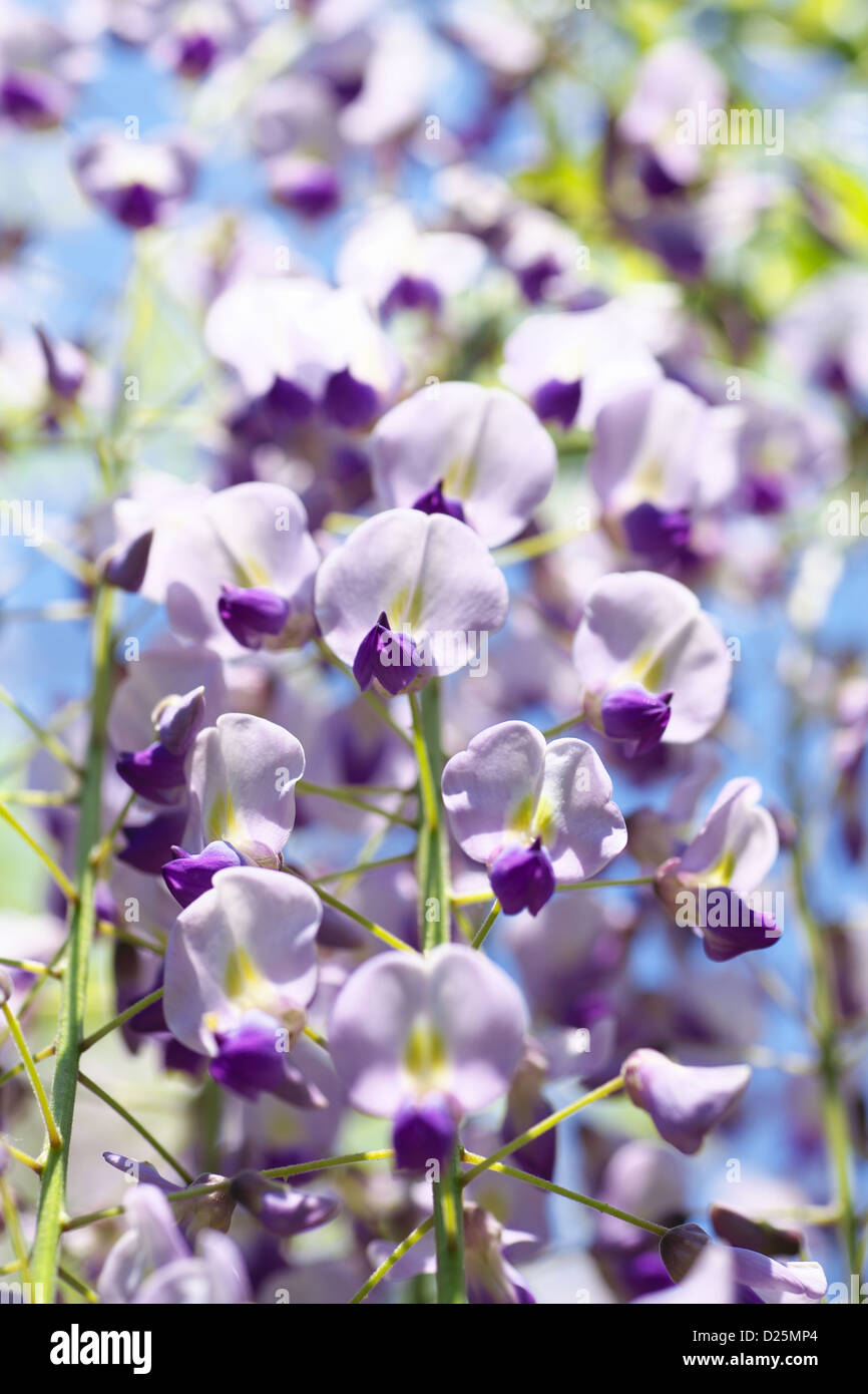 Fleurs de glycines japonaises Banque D'Images