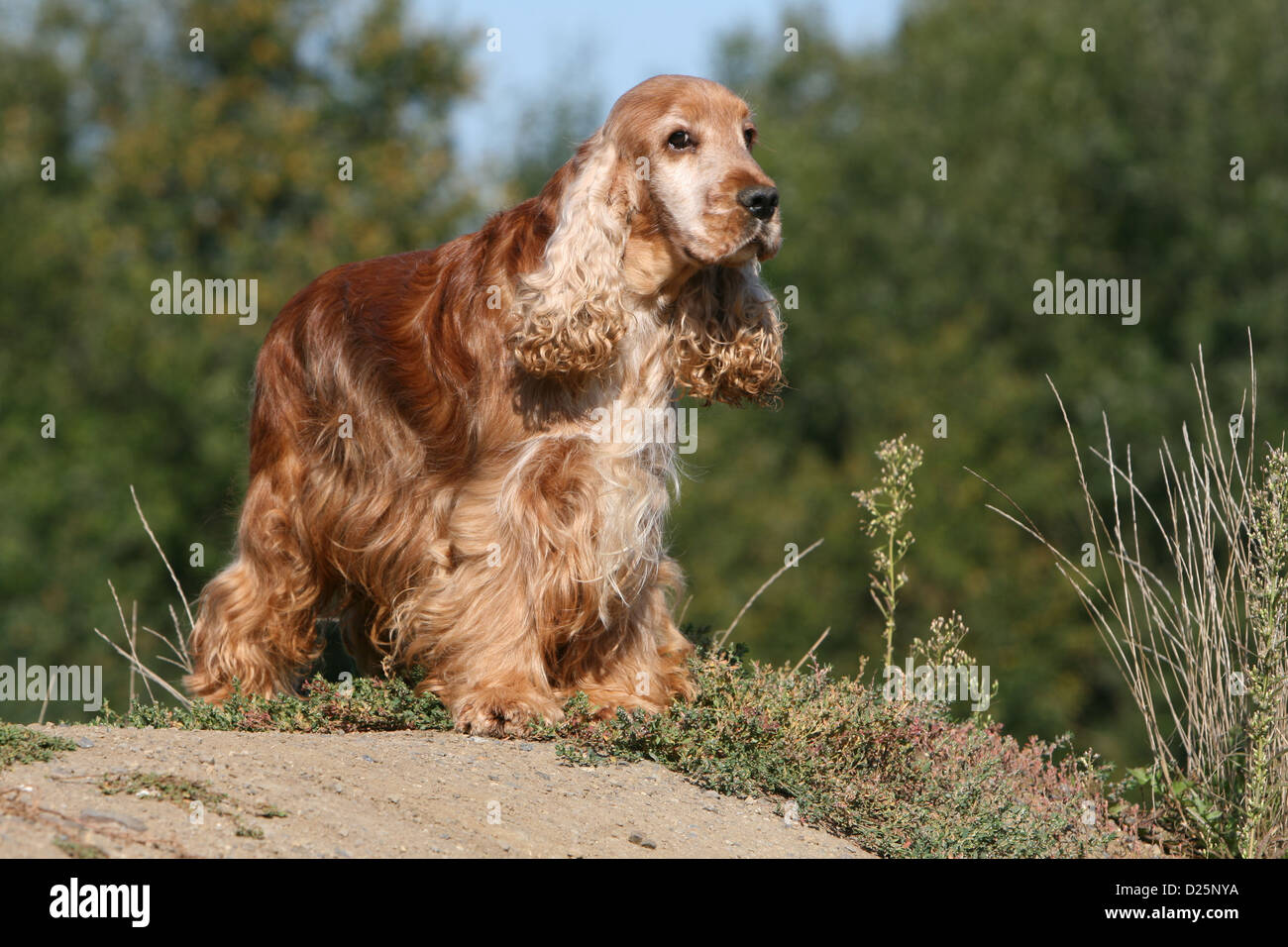 photo image cocker anglais chien adulte rouge debout sur le terrain