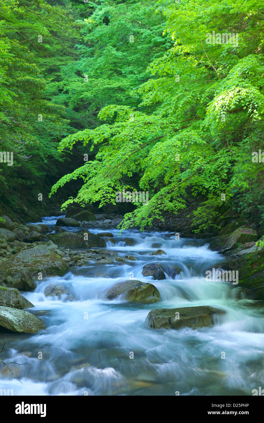 Ruisseau de montagne dans la vallée de Nishizawa, préfecture de Yamanashi Banque D'Images