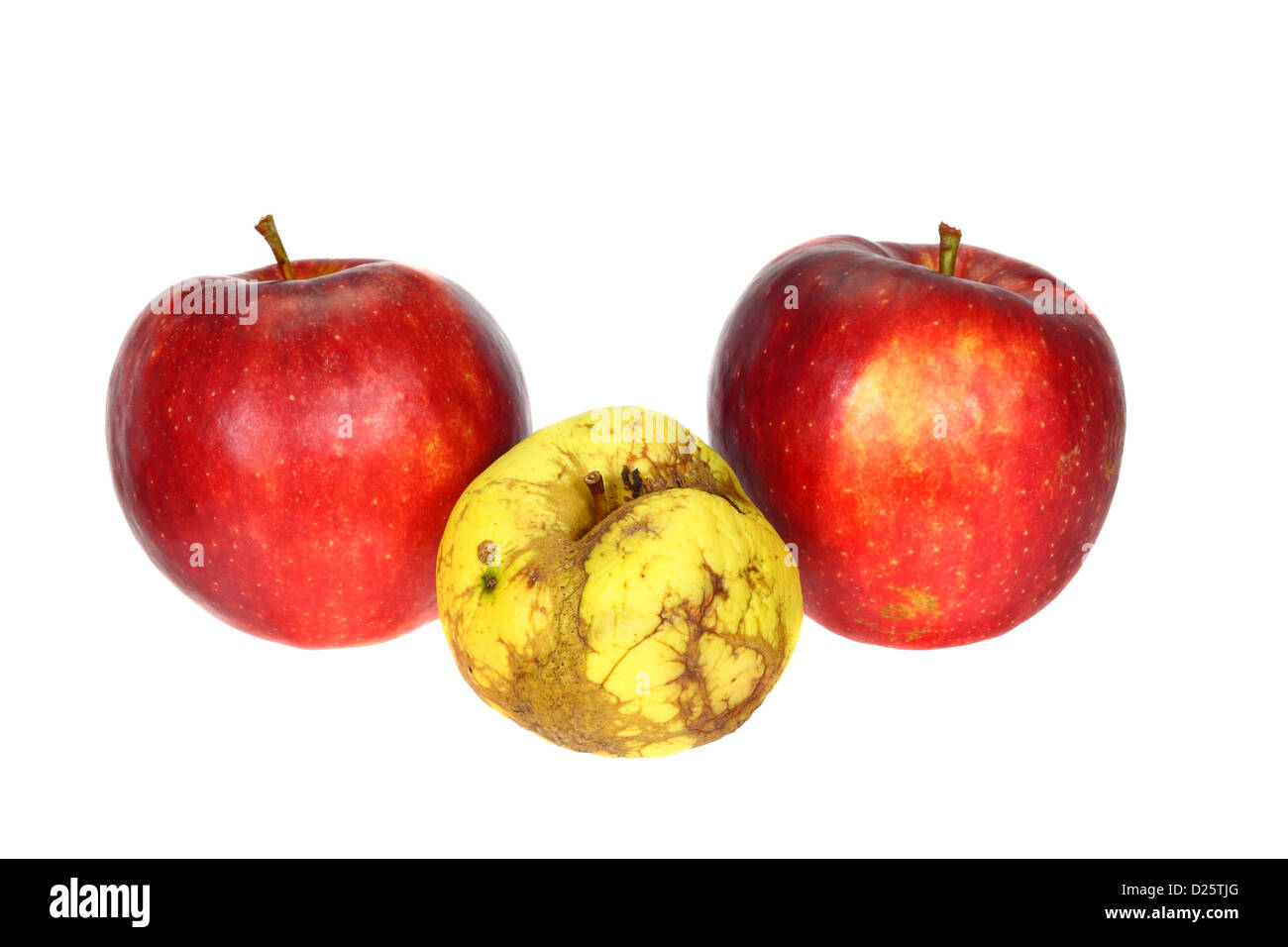 Un vilain apple en face de deux bonnes pommes isolé sur fond blanc Banque D'Images