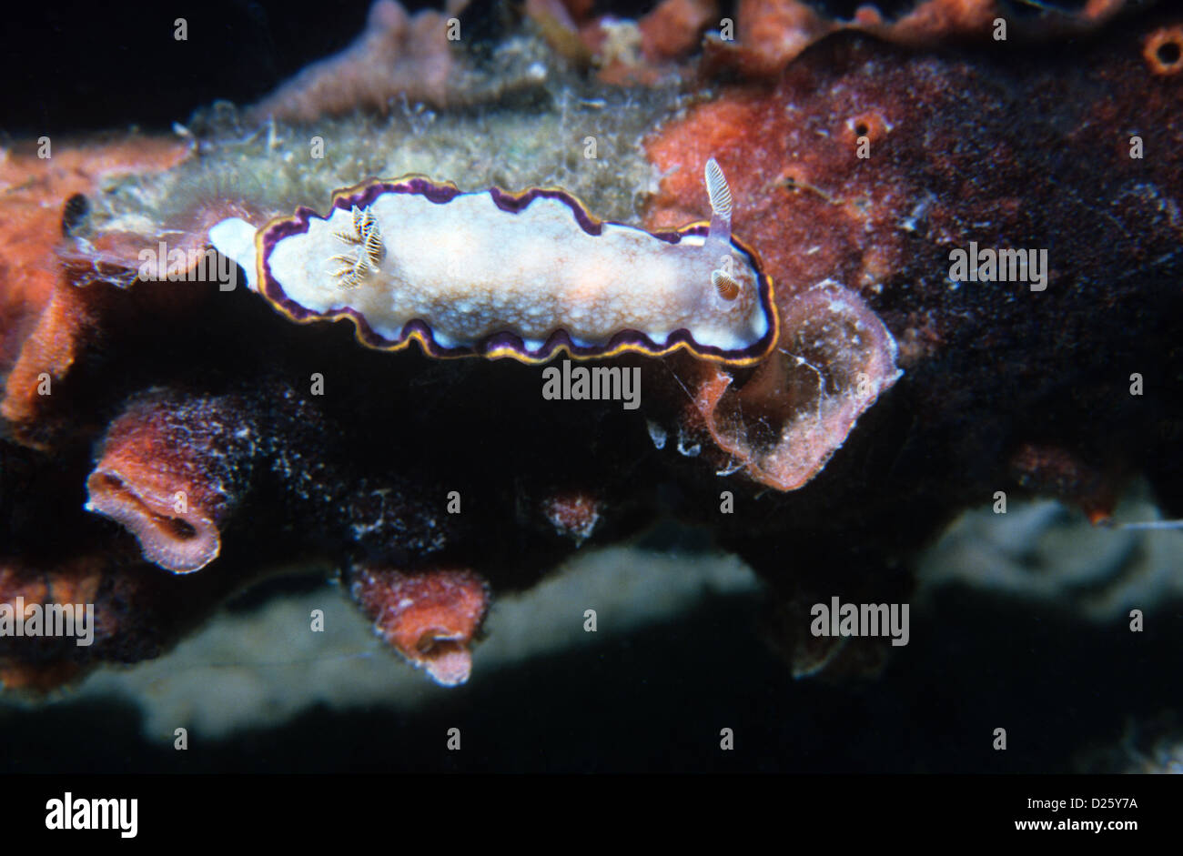 Nudibranche, sea-limace. Chromodoris Obsoleta, allongé sur une éponge. Sous  l'eau au Qatar, le golfe Arabe Photo Stock - Alamy