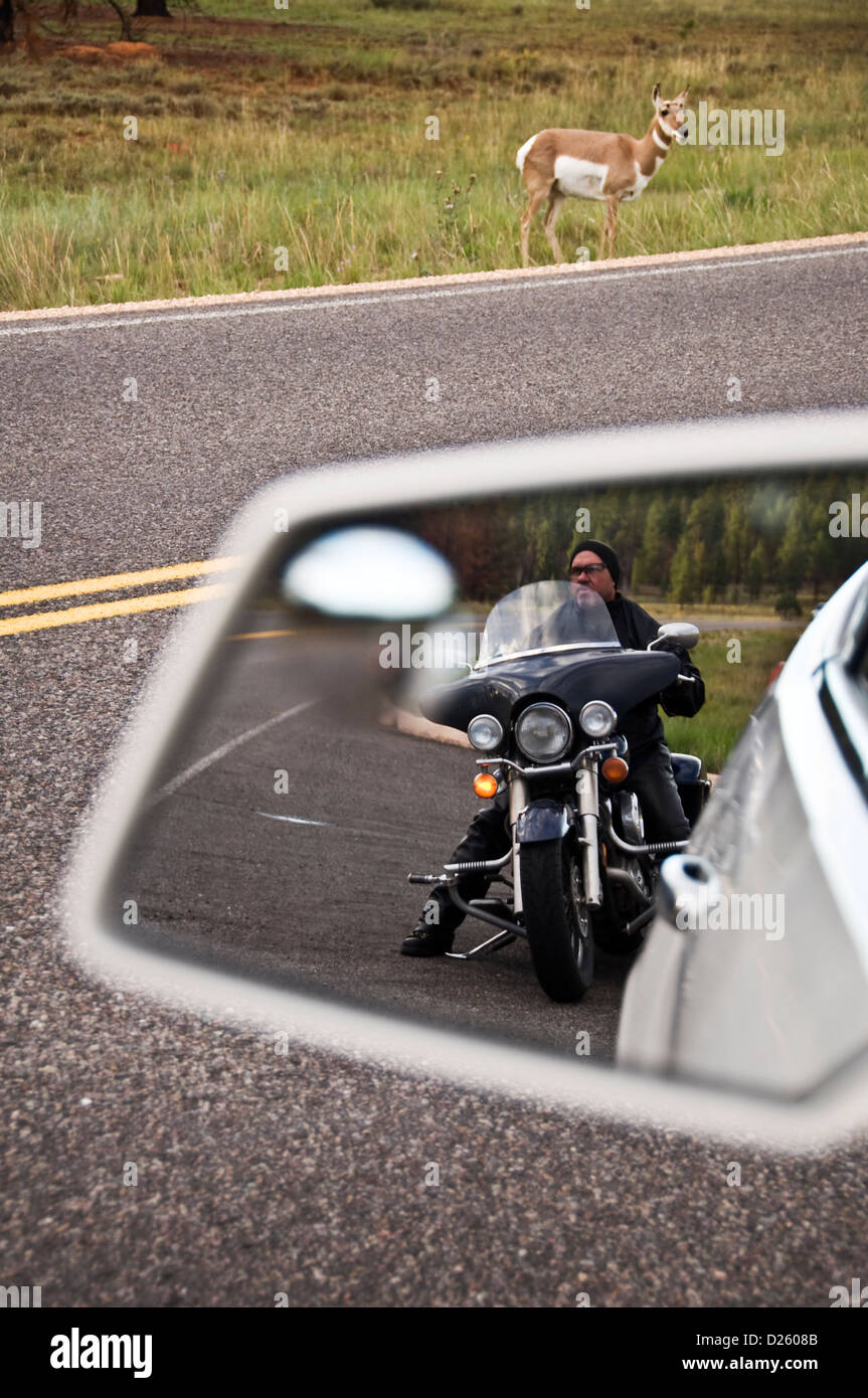 Le cerf mulet sur le bord de la route devant une voiture et une moto à Bryce Canyon National Park, Utah, USA Banque D'Images
